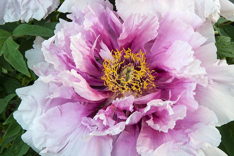 Another Double Pink Peony