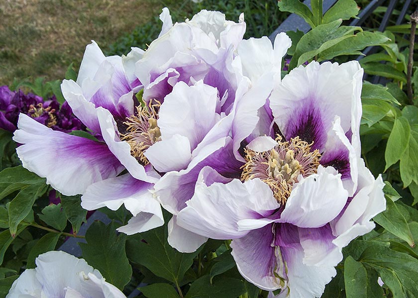 Purple and White Twins