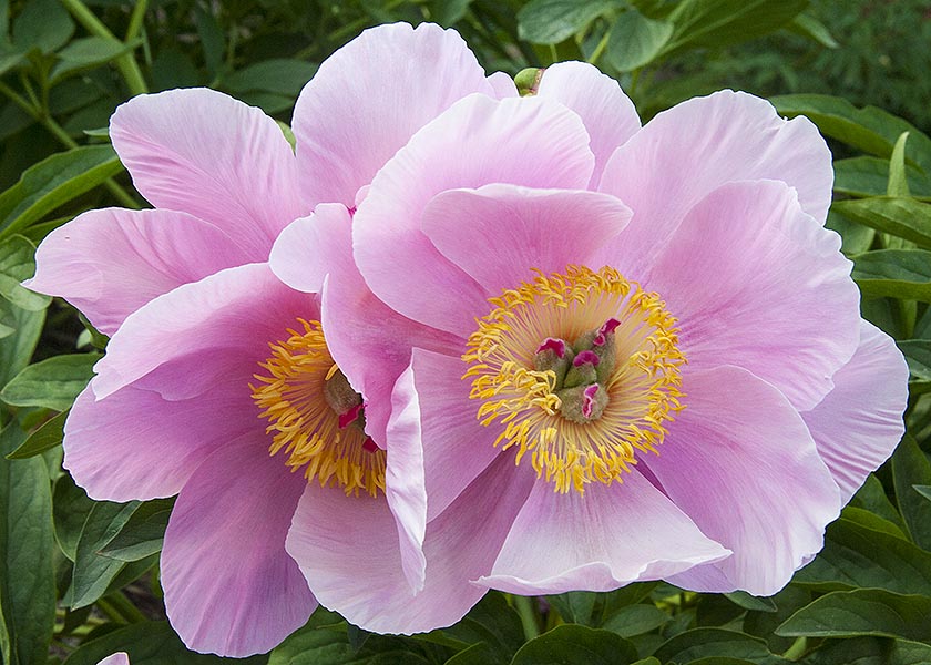 Single Pink Peonies