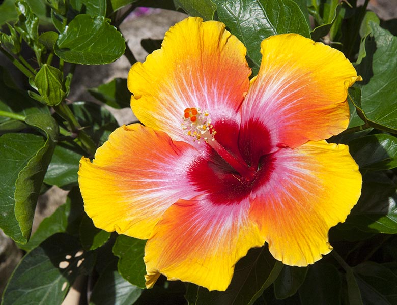 A New Hibiscus