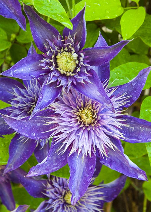 Clematis