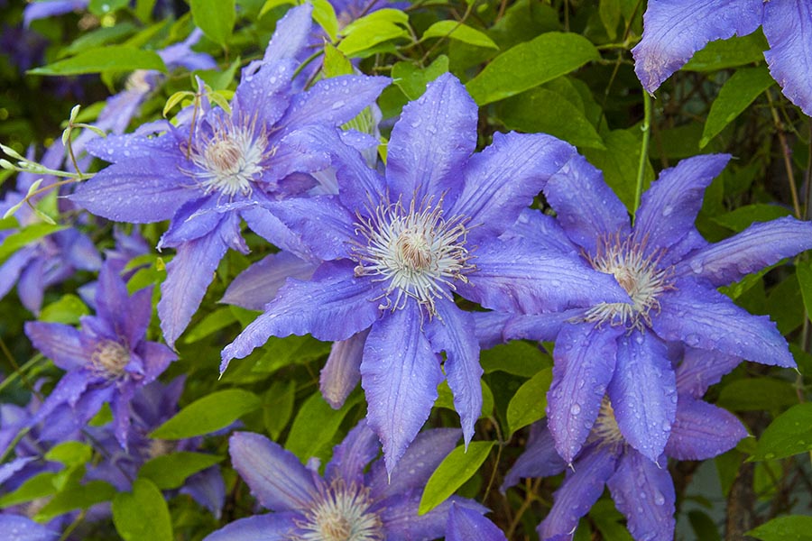 Second Clematis