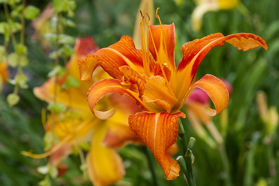 Double Day Lily