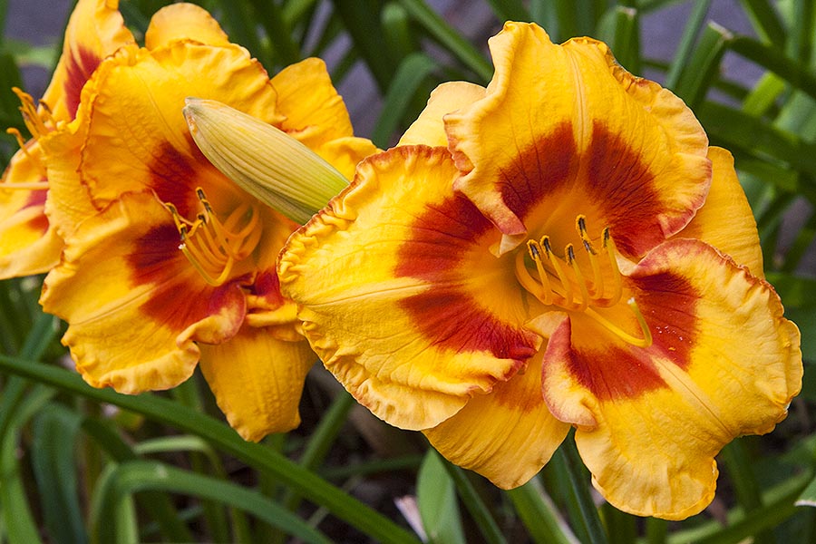 Double Blooms