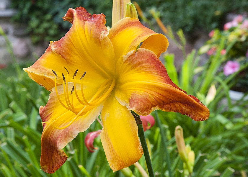Large Day Lily Flower