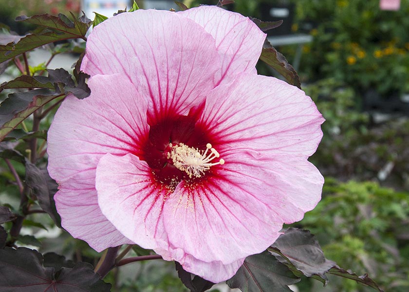 Giant Pink Hibiscus Flower