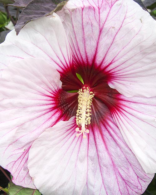 Giant Perennial Hibiscus Flower