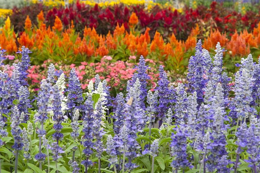 Blue Salvia and Orange Celosia at Vandermeer
