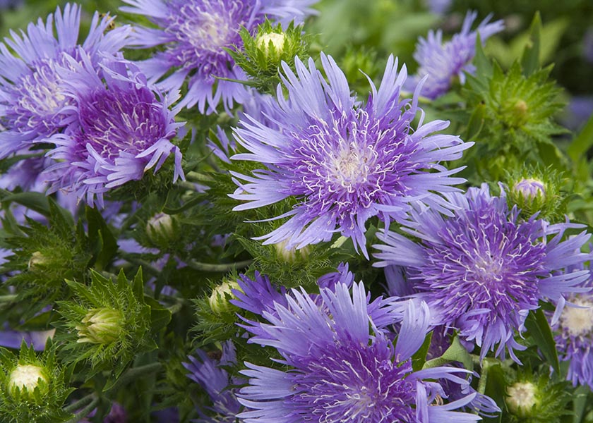 Unusual Blue Flowers