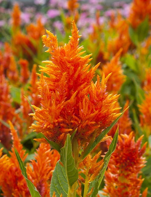 Orange Celosia