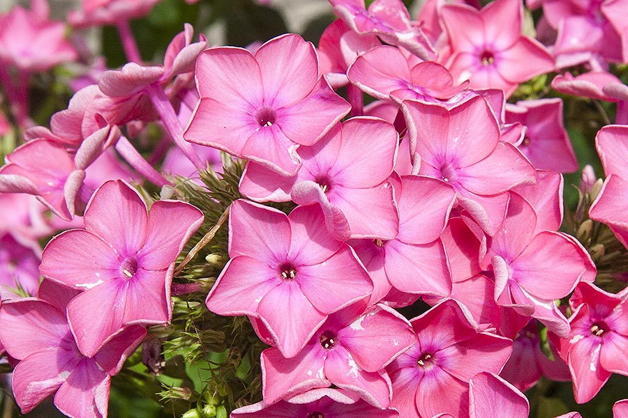 Pink Phlox