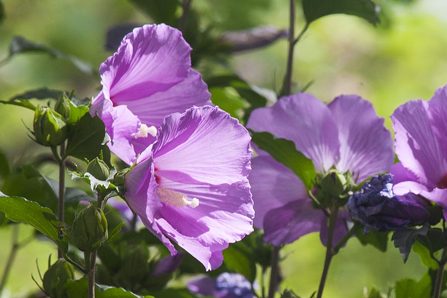 Rose of Sharon
