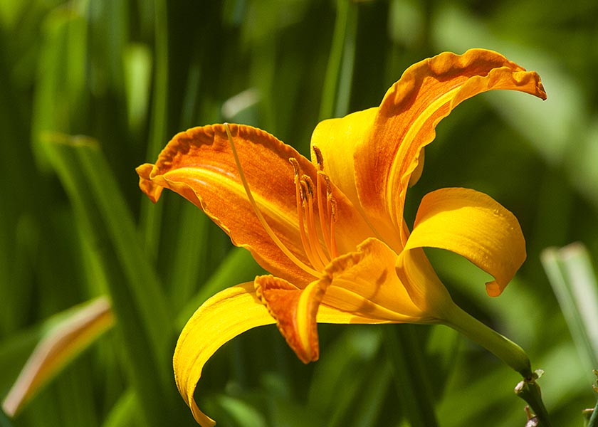 Two-Tone Daylily