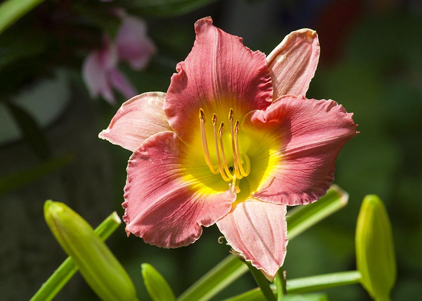 the Last Daylily