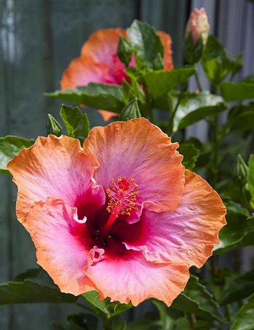 Erin Rachel Hibiscus