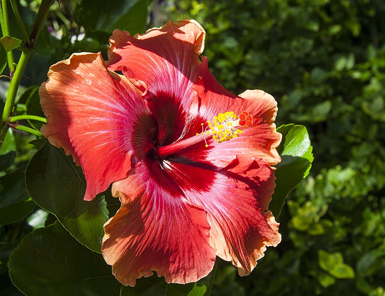Cosmic Dancer Hibiscus