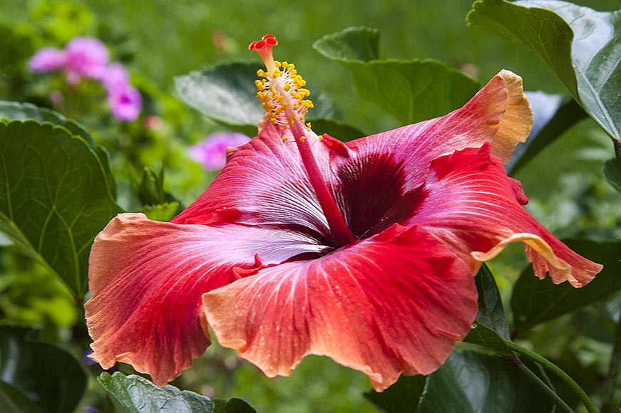 Cosmic Dancer Hibiscus