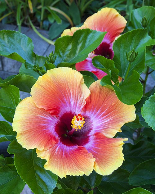 Two Hibiscus Blooms