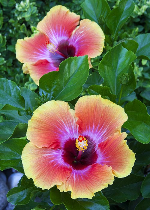 Another View of the Two Flowers