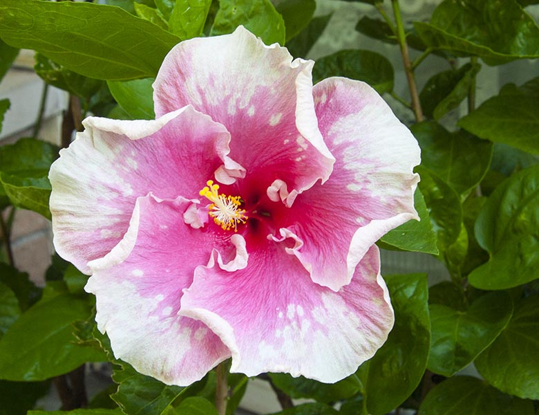 Buckeye Colours Hibiscus