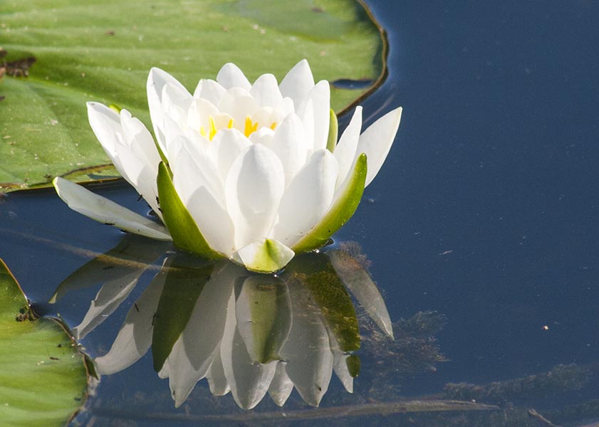 Water Lily Reflection