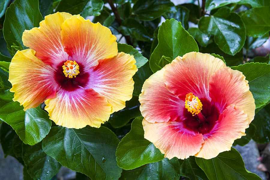Two Hibiscus Blooms
