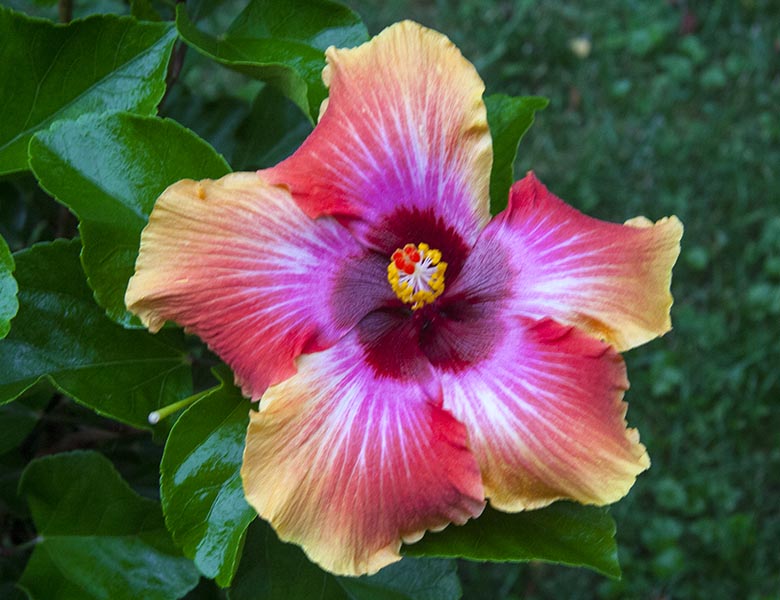 Another Hibiscus Flower