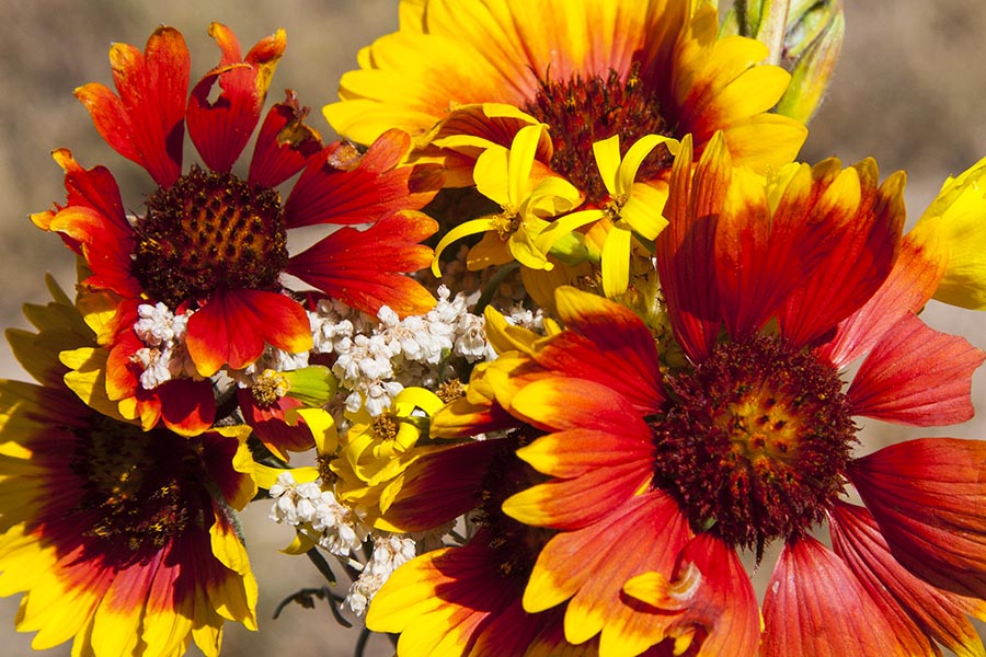 Colorado Wildflowers