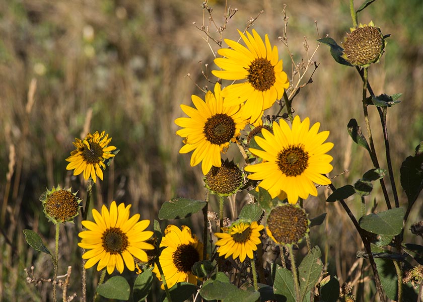 Sunflowers in the Morning