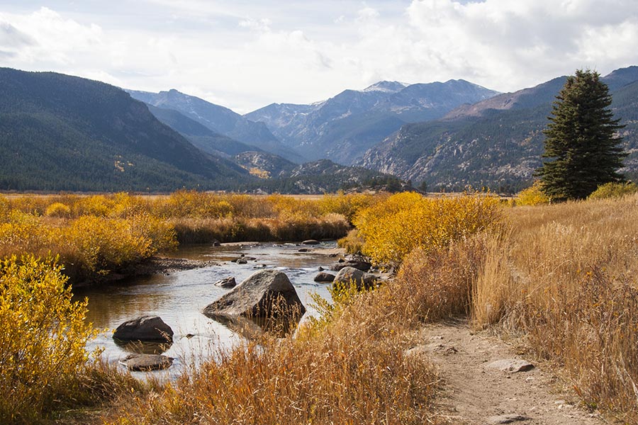 Mountain Meadow
