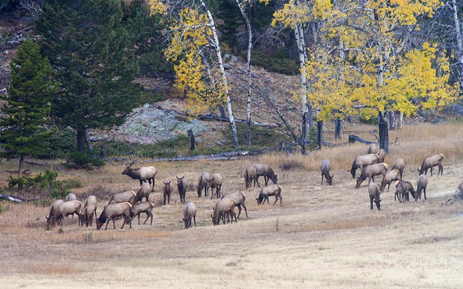 Elk in Beaver Meadow