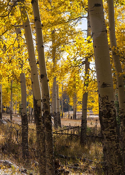 Golden Aspen