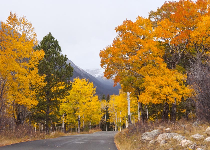 Fall Foliage