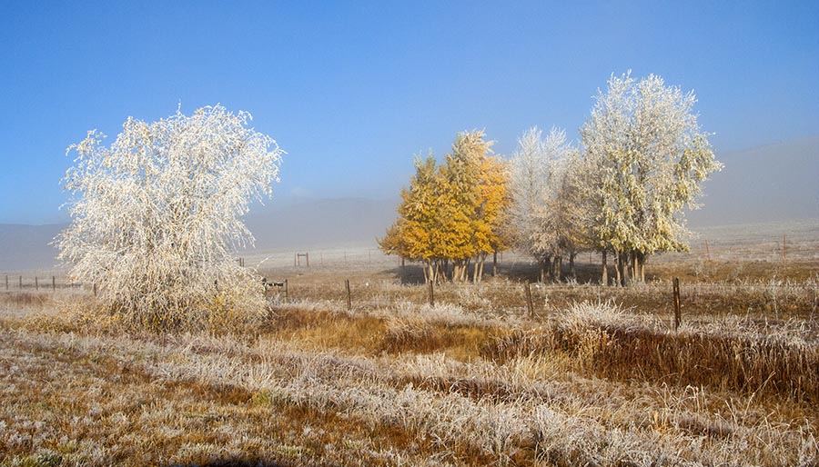 Frosty Morning