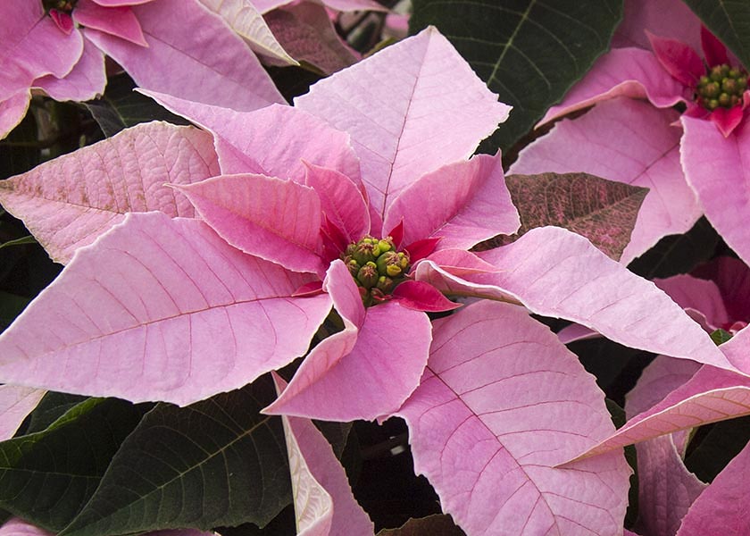 Pink Poinsettia