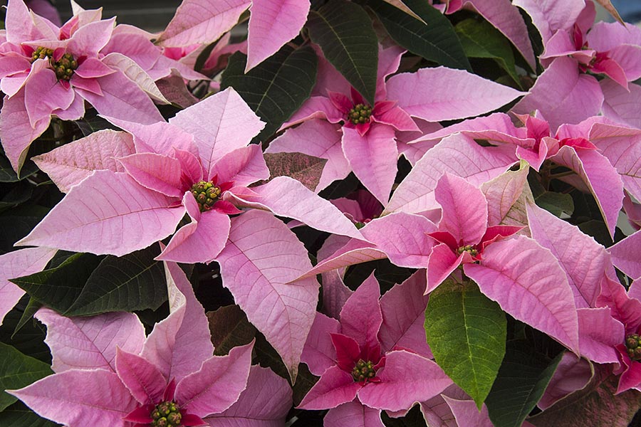 Pink Poinsettias