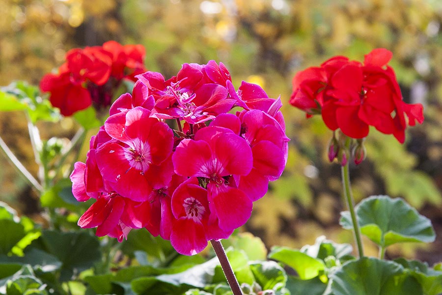 Geranium Close-Up