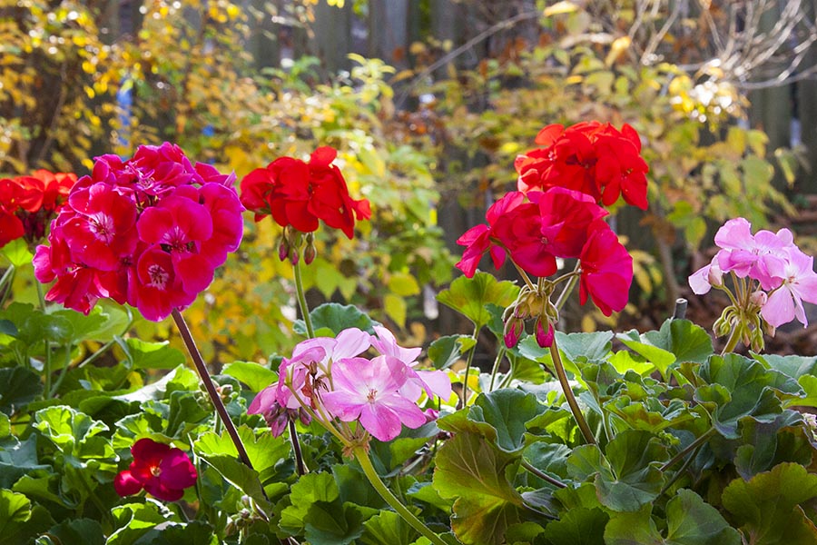 More Geraniums