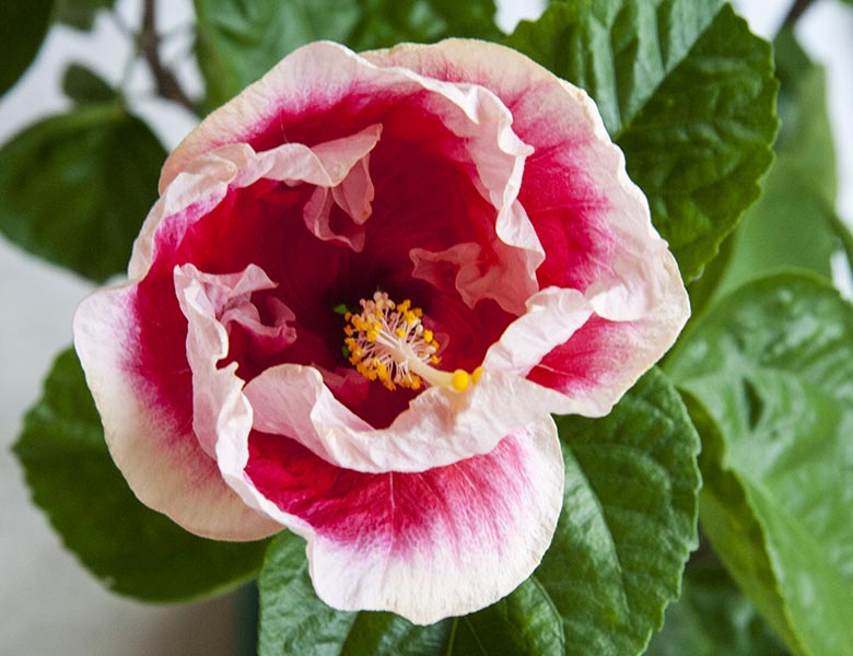 the Last Hibiscus Flower Opening