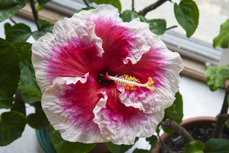 the Final Hibiscus