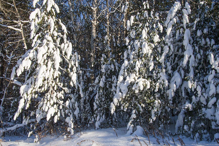 Snowy Trees