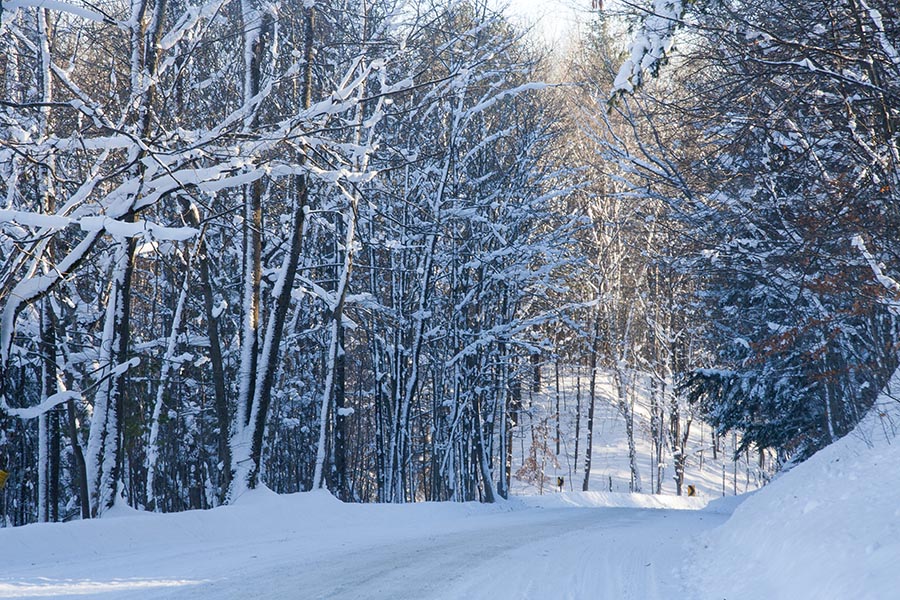 Through the Snowy Woods