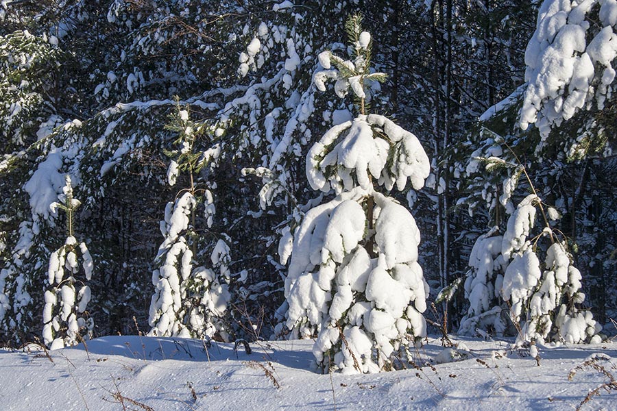 Heavily Laden Branches