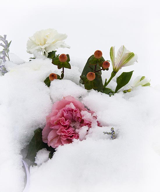 Flowers in the Snow