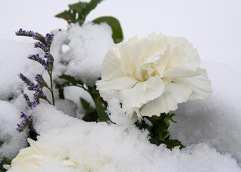 the White Carnation