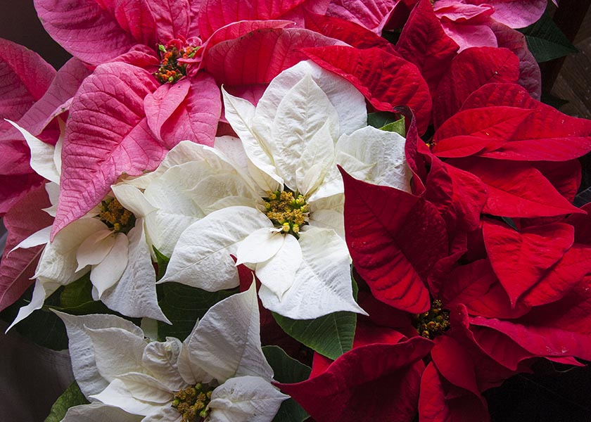 Poinsettias