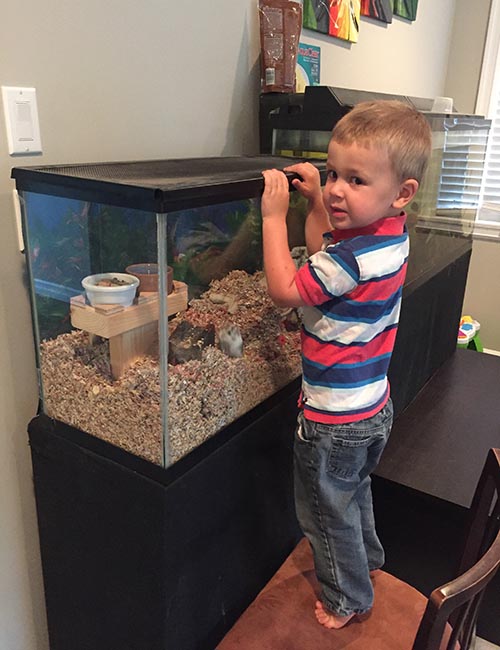 Checking on the Hamsters