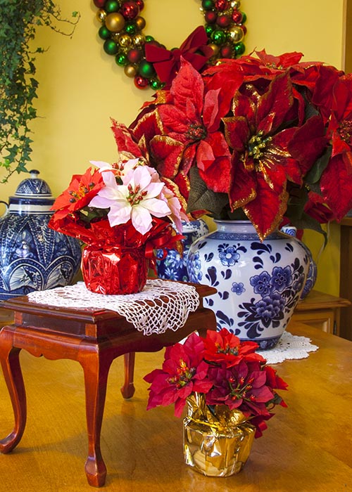 Mini Poinsettias