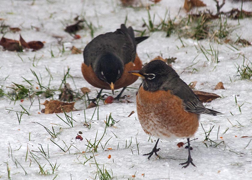 Robins on Ice