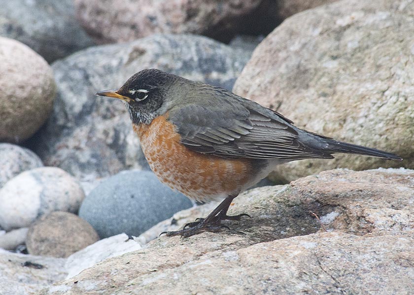 Robin  on the Rocks